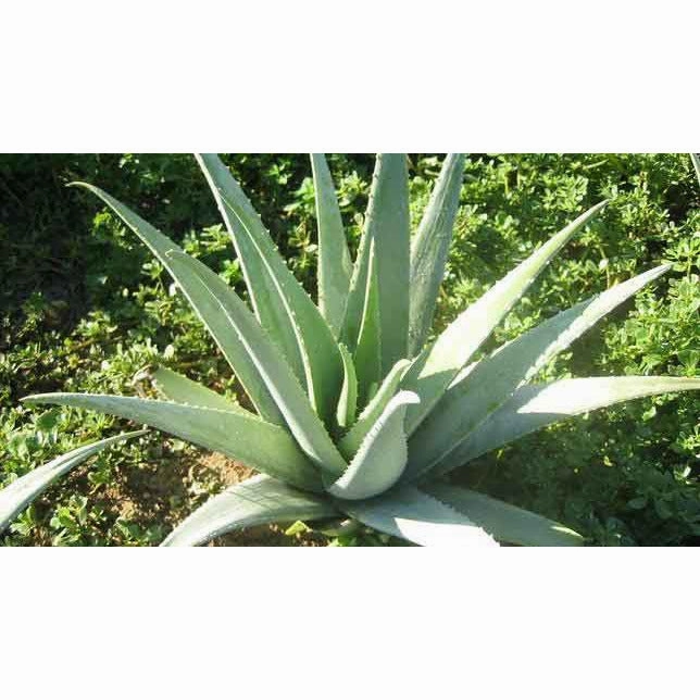 Fruit Of The Earth - Aloe Vera 100% Pure Gel