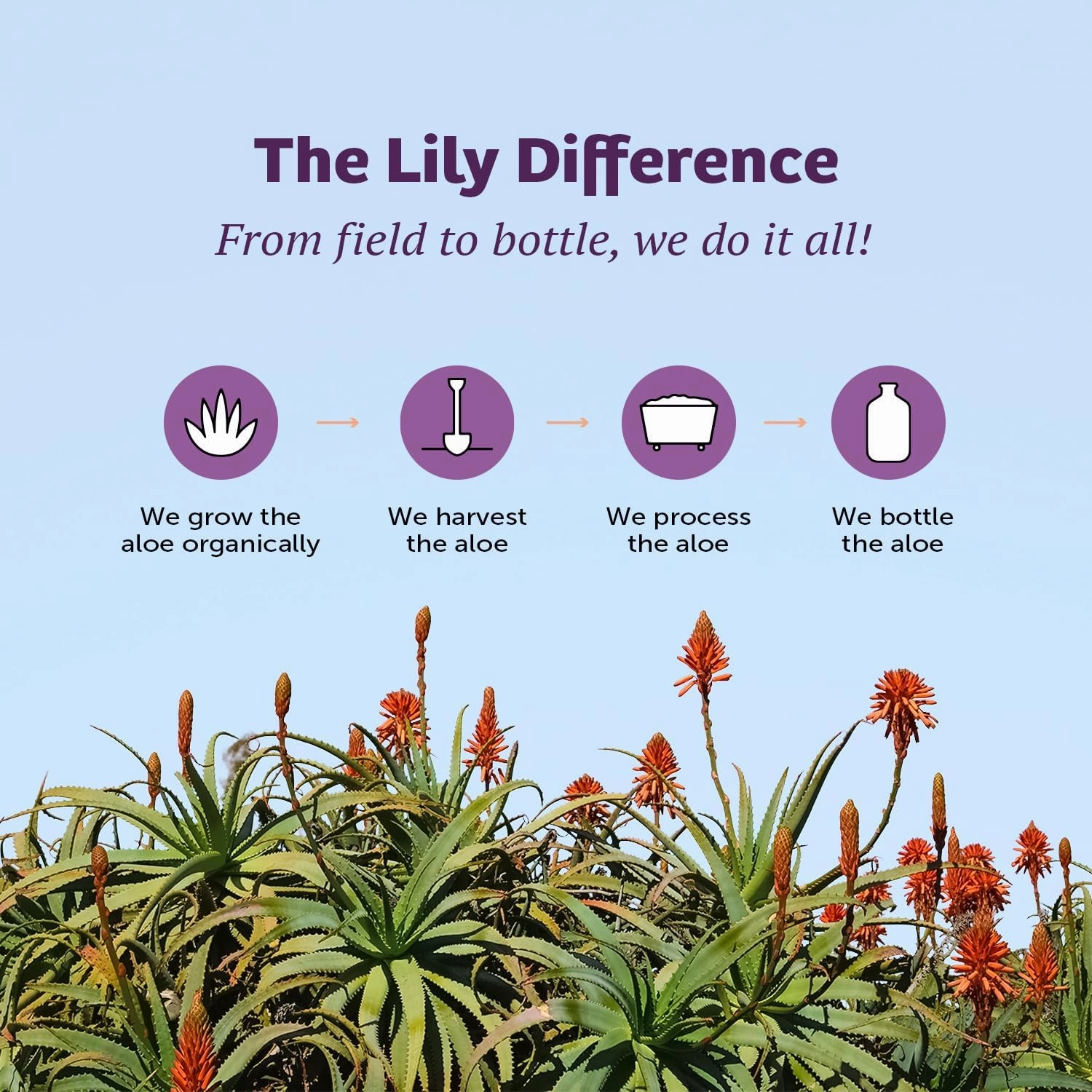 Lily of The Desert Aloe Vera Gel - Inner Fillet Thicker Consistency Aloe Vera Drink with Natural Vitamins, Digestive Enzymes for Gut Health, Stomach Relief, Wellness, Glowing Skin, 128 Fl Oz