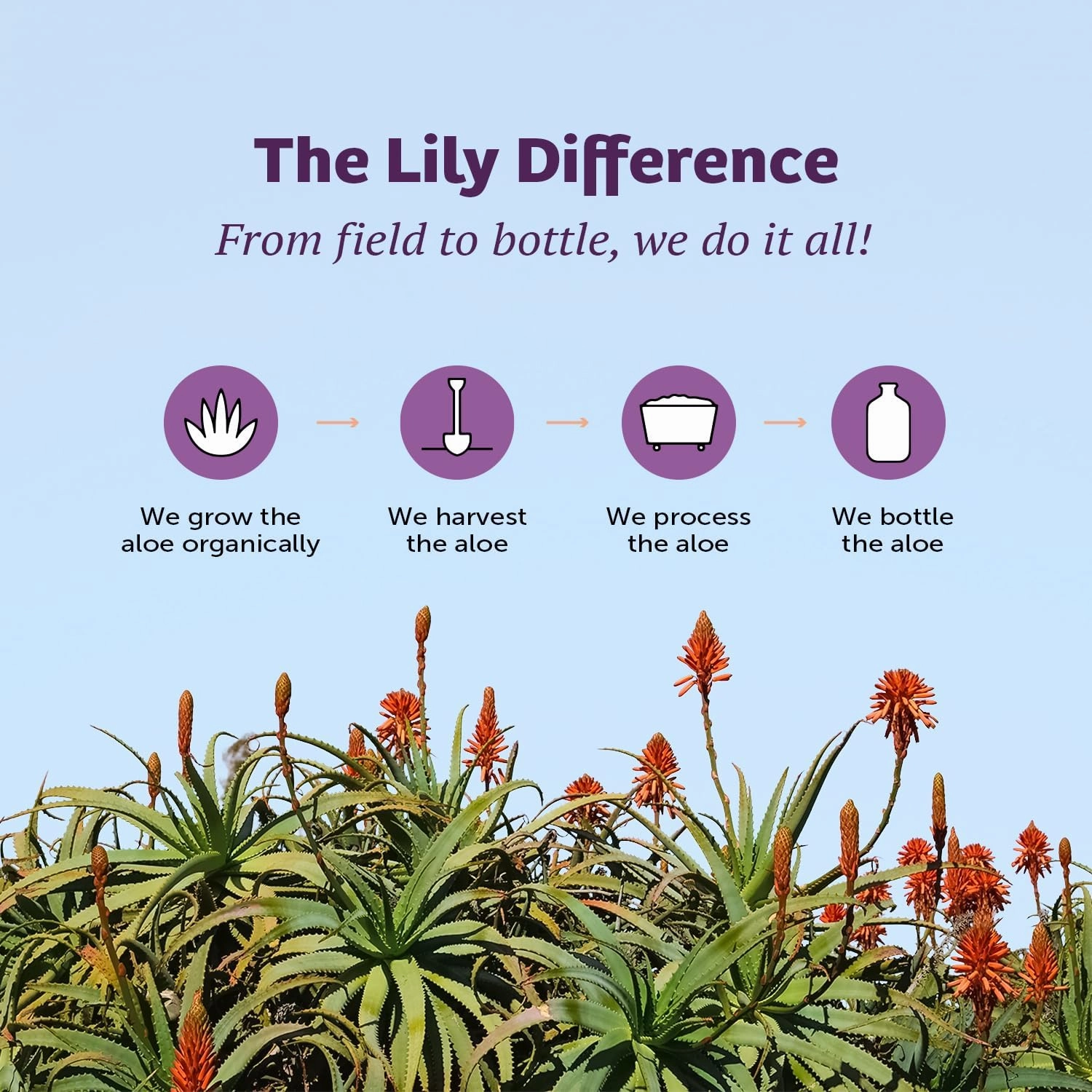 Lily Of The Desert Aloe Vera Gel, Preservative Free - Whole Leaf Filtered Thicker Consistency Aloe Vera Drink with Natural Vitamins, Digestive Enzymes for Gut Health, Wellness, Glowing Skin, 32 Fl Oz