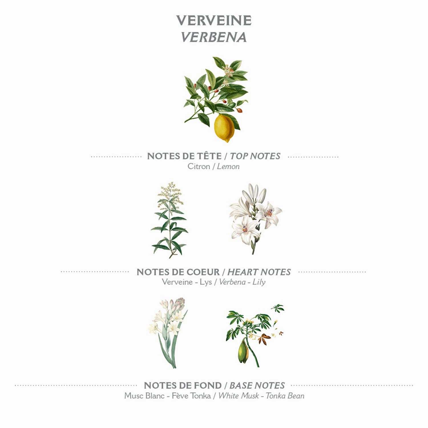 Panier des Sens – Verbena Shower Gel - Foaming Body Wash Women & Men - Moisturizing Body Soap with Shea Oil - 96% Natural Ingredients Body Care - Vegan Liquid Body Wash (8.45 Fl oz)