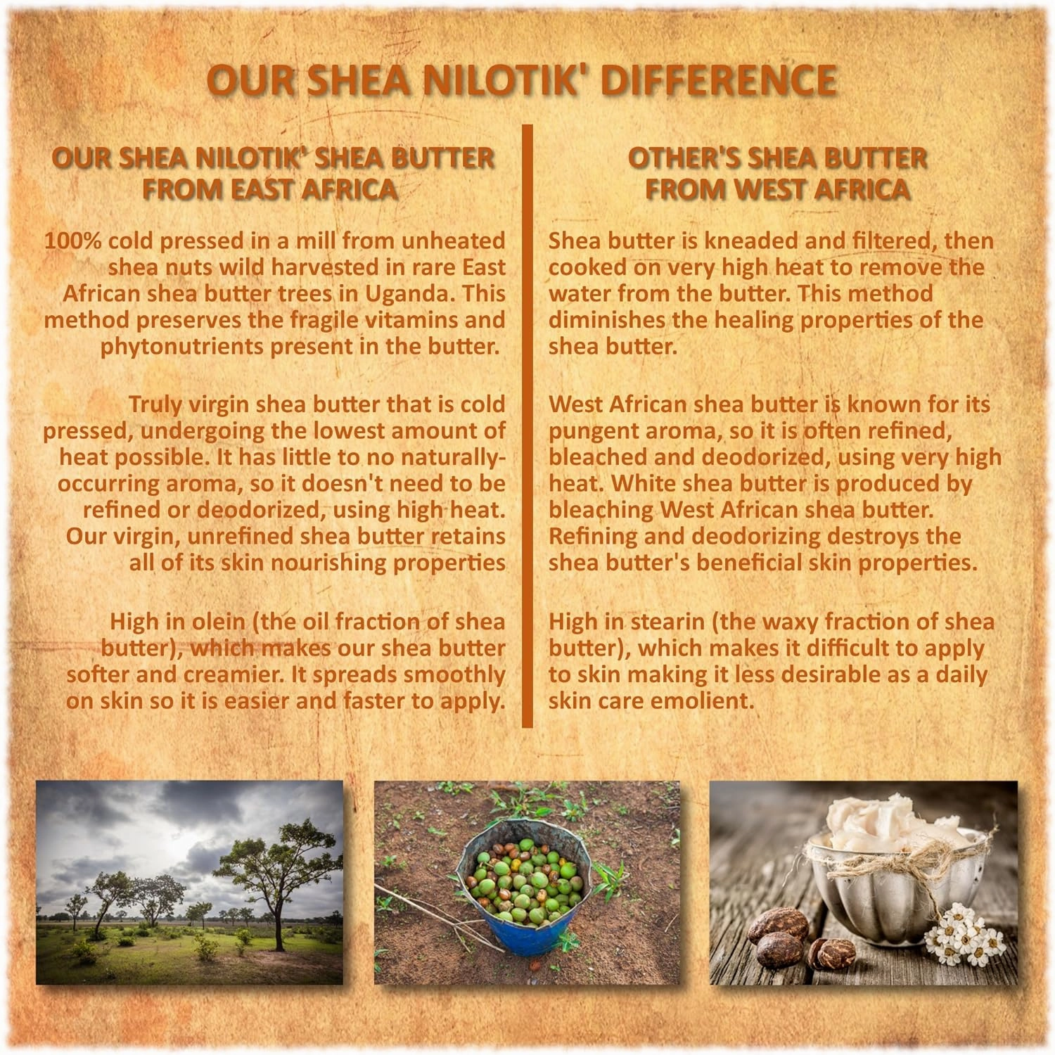 Shea Terra Organics Nilotik’ Shea Butter Ultra-Rich Lotion – Fragrance-Free | Natural Anti-Aging Daily Skin, Nails & Hair Cream to Soften Dry Skin, Reduce Wrinkles & Stretch Marks – 16 oz